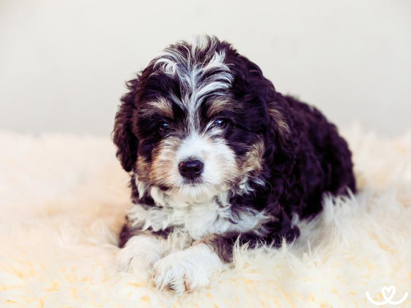 Psi-plemeno-bernedoodle (1)